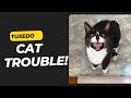 Tuxedo Trouble Living With A Black And White Cat Is A Full Time Job Cat Cutecat Pets