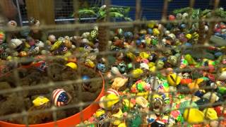 preview picture of video 'Save the Hermit Crabs on the Wildwood Boardwalk'
