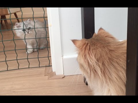 INTRODUCING TWO CATS - Smoothie meeting Milkshake