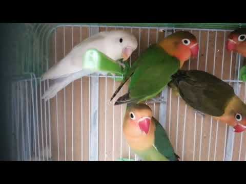 Sound of heaven birds | Love birds Sounds for 2 hours | Love birds singing