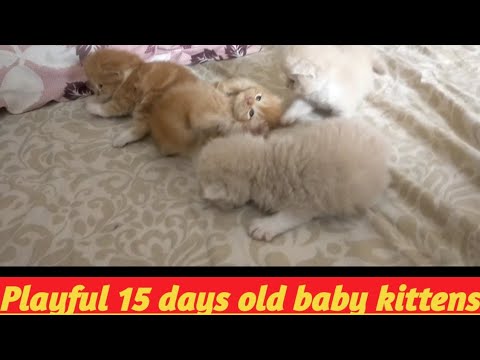 15 days old kittens playing together | Baby Lilly | Baby Roza | baby SnowBell😊