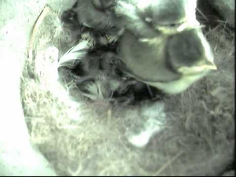 Bluetits - The cruelty of nature - not for the squeamish