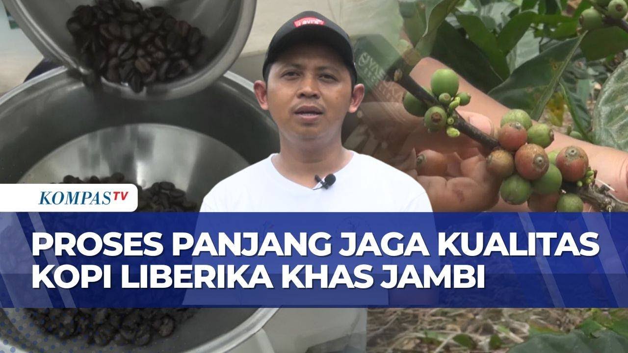 Rahasia Kopi Liberika Khas Jambi, dari Panen Hingga Jadi Secangkir Kopi yang Nikmat | KOMPAS SIANG