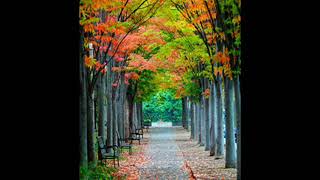 Batuhan Sevimo - Yabani (bass)