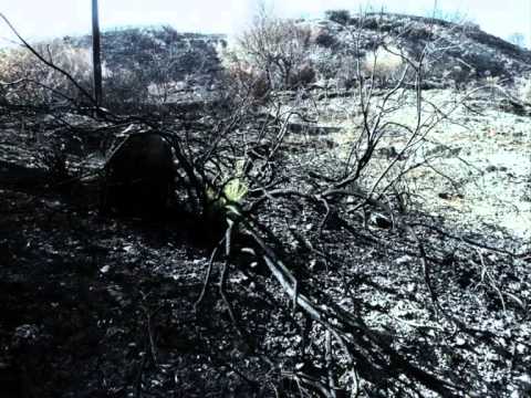 Thomas D. präsentiert Reflektor Falke - uns trennt das Leben