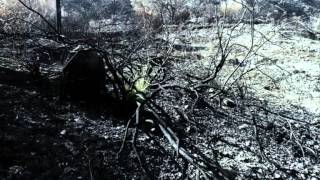 Thomas D. präsentiert Reflektor Falke - uns trennt das Leben