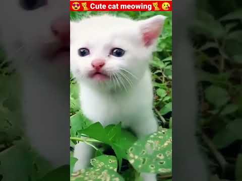 Cute and Adorable cat playing | Funny cat videos | Kitten