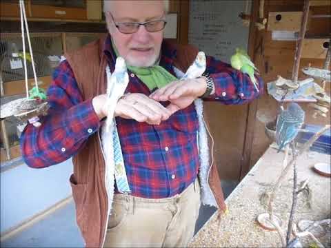 2018 03 25 Der Wellifluestererfilm des Tages