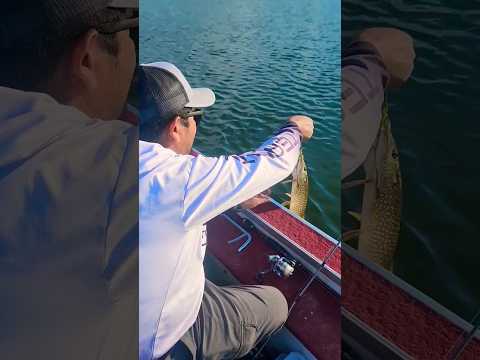 Video Thumbnail for Northern Pike at Clarke Lake #shorts #fishing  #pike