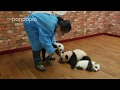 Nanny Mei playing with baby pandas