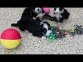 Mini Bernedoodle dogs for sale: Nora - Video 1