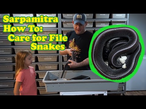 Care Video - West African File Snakes With Sarpamitra