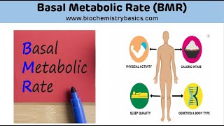 Basal Metabolic Rate (BMR) || Basal Metabolic Rate Biochemistry