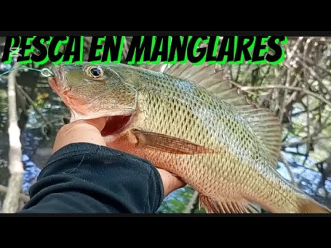 A new fishing adventure in the mangroves #GoodFishing #ViralVideoYouTube