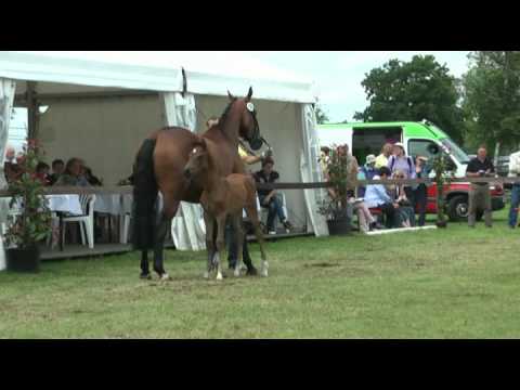 Sudweyher Fohlenschau 2012 - Kat.-Nr. 53