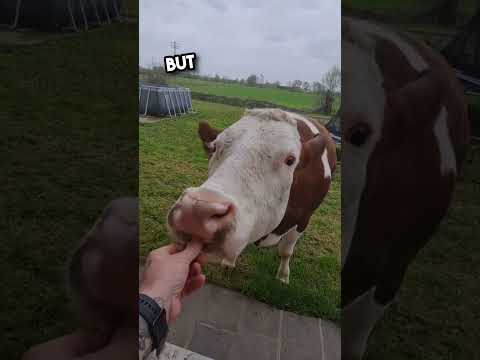 The most polite cow ever 🥺❤️ #shorts