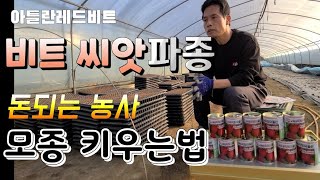 돈되는 비트 농사  비트씨앗 파종법 비트 심는시기와 재배법