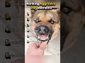 Ranking Aggresive Dog Moments Aggresivedog Angrydog Dogcompliations