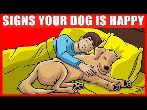 14 Signs Your Dog is VERY Happy and Healthy
