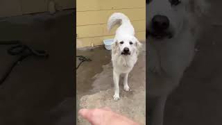Video preview image #1 Great Pyrenees Puppy For Sale in Houston, TX, USA