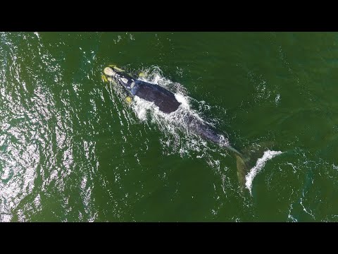 Tarde de Ballenas en Balneario Buenos Aires, Maldonado, Uruguay.