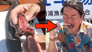 噛まれたら即死亡。世界最強のウミヘビを食べてみたら。。。【素潜り漁師マサルコラボ】後編