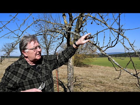 Der richtige Obstbaumschnitt