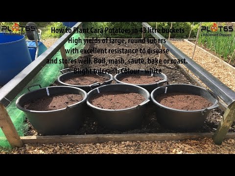 download lagu mp3 mp4 Cara Potatoes Review, download lagu Cara Potatoes Review gratis, unduh video klip Cara Potatoes Review
