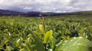 preview picture of video 'Plantation de Thé Sahambavy (Madagascar)'