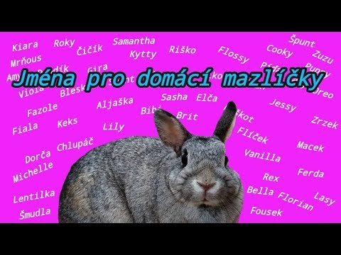 , title : 'Jména pro domácí mazlíky / Pet names'