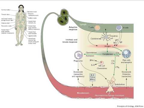 Virology 2013 Lecture #13 - Host defense