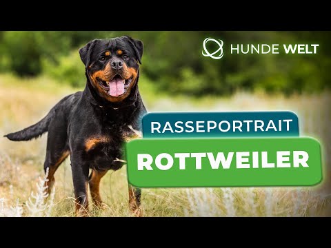 Rottweiler - Breed Portrait | Origin, Appearance, and Character