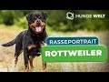 Rottweiler Breed Portrait Origin Appearance And Character