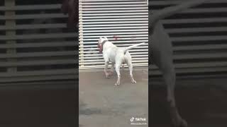 Pitbull matou brutalmente outro cachorro