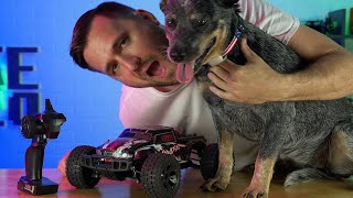 I solved my big dog exercise problem!! (RC Car)