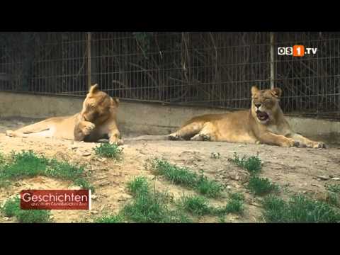 Geschichten aus dem Osnabrücker Zoo -- Die Löwenfamilie