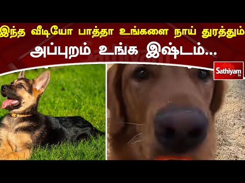 இந்த வீடியோ பாத்தா உங்களை நாய் துரத்தும்! அப்புறம் உங்க இஷ்டம்... | Sathiyamtvnews