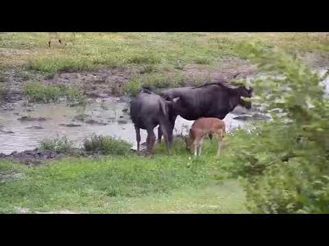 Wildebeest Calf Gets Tossed / Djuma Dam Cam