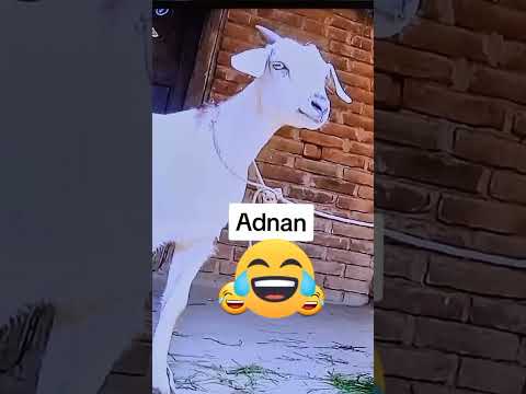 Goat🐐 calling "Adnan "name funny🤪 video status👏| #viral 💯#status #Adnan🙉 #funny #goat #shorts 🥰