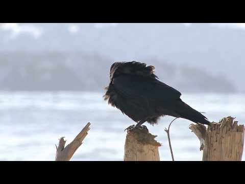 Crow on stick caws and flies away