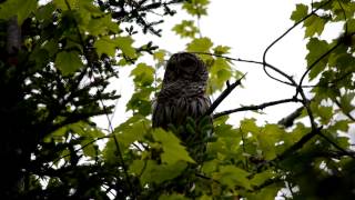 preview picture of video 'Wild Barred Owl - Devil's Head State Park, Calais, Maine'