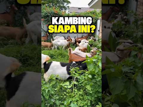 Bisnis Kambing Tanpa Cari Rumput?