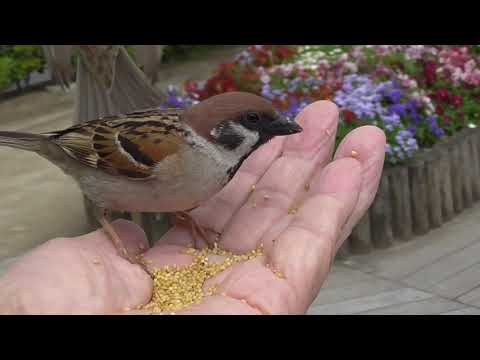 餌を貰いに来るすずめ達 20210502pm 11（天満宮）