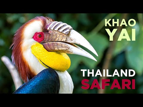 KHAO YAI, THAILAND: Best Jungle SAFARI for elephants, gibbons & bats!