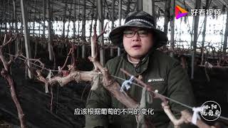 暖棚葡萄萌芽期注意事项：水肥要充足，特别注意棚内温湿度