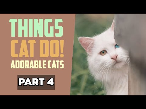 Things Cat Do - Adorable Cats - Part 4 | Animals | Capture World