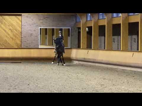 I.P.S Bon Bravour with Anky van Grunsven training January 2020