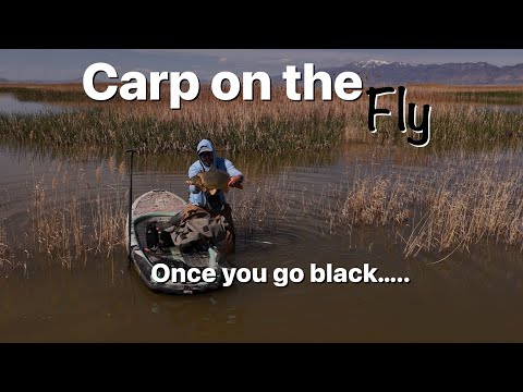 Carp On The Fly - Einmal schwarz