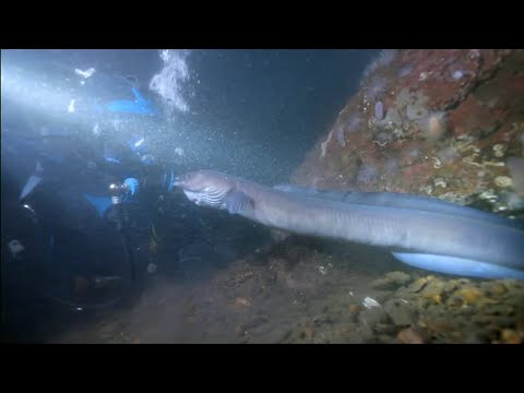 CONGER EEL Monster of the Deep in UK Waters
