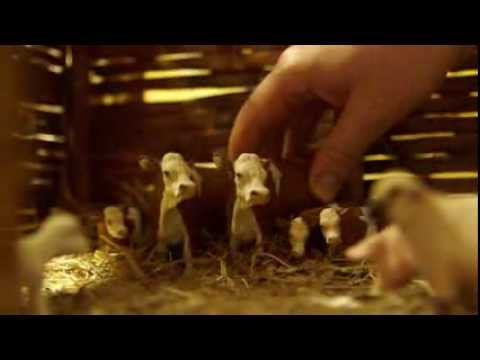 I Love Being a Cow | Axis of Awesome